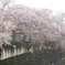 雪と桜２