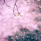 雪桜
