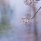 桜の水面