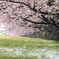 雪桜１