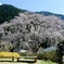 湯の山温泉の枝垂桜