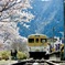安野花公園