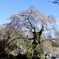 神原の枝垂桜