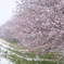 雪桜４