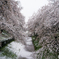 雪櫻（埼玉県幸手市権現堂公園）（２）