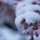 雪桜