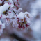 雪桜