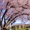 道祖神と桜