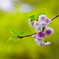 三月に咲く十月桜
