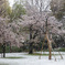 桜と吹雪