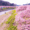 伊豆の河津桜