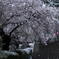 雪桜