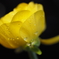ベランダのお花　黄