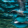 水中ペンギン