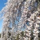 滝桜