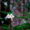山の脇道に咲く花