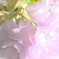 牡丹の様な桜