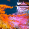 津山城夜桜