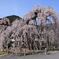 枝垂桜