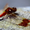 Odonata