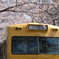 くめがわ電車図書館と桜