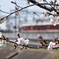 桜と近鉄電車