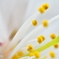 Pollen