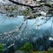 桜②