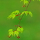 若葉の芽吹き