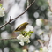 鳥と桜