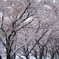 桜雪道