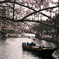 桜２