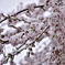 雪と桜