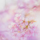 春     河津桜②