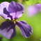街の花