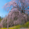 墓守桜