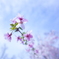 枝垂桜