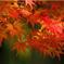 竹林と紅葉