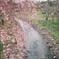 しだれ桜と小川のせせらぎ