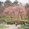 春初め -子連れと桜-