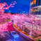 夜桜