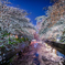 土浦の桜祭り