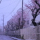 季節外れの雪