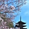桜に映える五重の塔