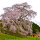 又兵衛桜