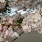 Pinky white flowers