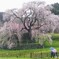 奈良県大宇陀にある又兵衛桜