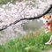 カンガルーと桜