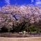 百年桜
