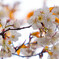 桜咲く